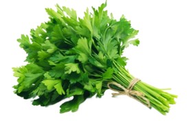Cilantro - mjo