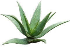 Pencas de maguey - pza