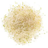 Germen de alfalfa - charola 250 grs