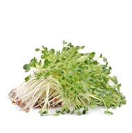 [P2016] Alfalfa natural - mjo