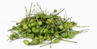 [P2087] Chile piquin - kg