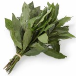 [P3062] Laurel - mjo
