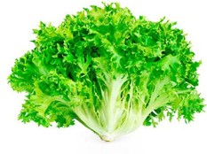 [P2129] Lechuga escarola - pza