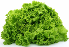 [P2133] Lechuga italiana - green leaf - kg