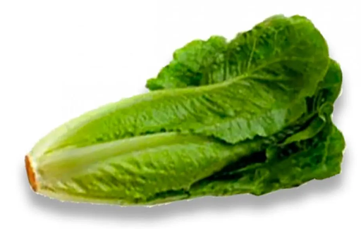 [P2137] Lechuga orejona / larga - pza