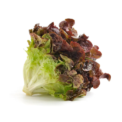 [P2146] Lechuga sangría - red leaf - pza