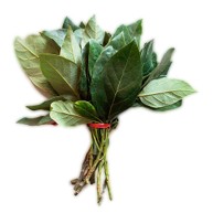 [P4018] Hoja aguacate - mjo