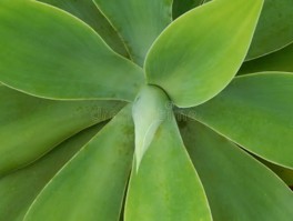 [P4019] Hoja de bromelia - mjo