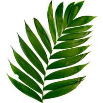 [P4020] Hoja de camedor - mjo