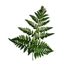 [P4021] Hoja de lether - kg