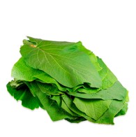 [P4024] Hoja santa - mjo