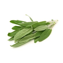 [P4041] Salvia - mjo